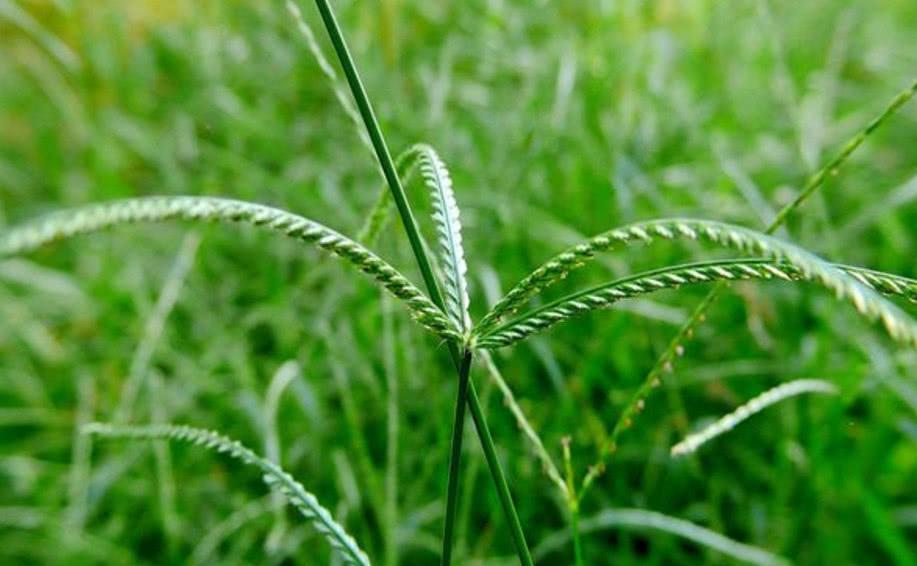 如何使用牛筋草 t01521cdc927744e727.jpg