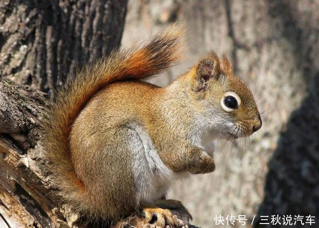 生肖鼠:财神爷爷给你包“红包”了,快接住