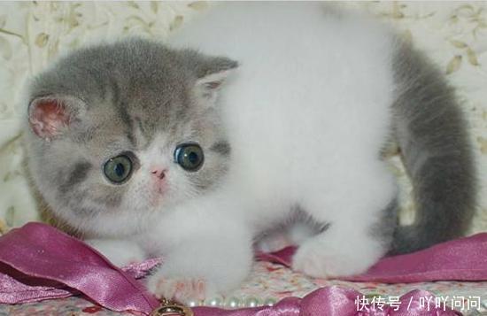 本应是大饼脸的加菲猫竟脸胖不起来,加菲猫发