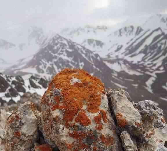 中国特有的兔子,最爱吃名贵药材,比大熊猫还珍