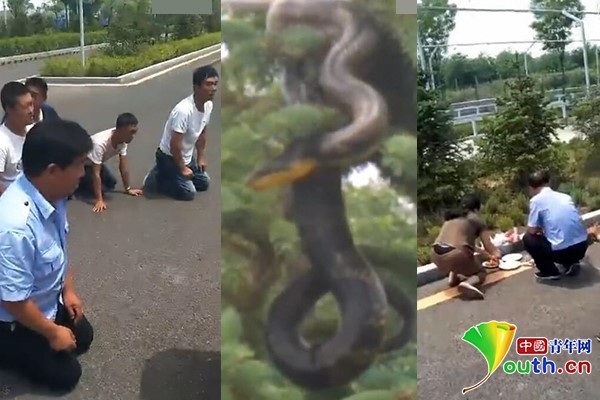 蛇是怎么上树的视频 t0155df1e483e0fa525.jpg?size=600x400