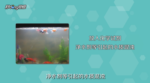 天水水族批發(fā)市場在哪里有賣魚的地方