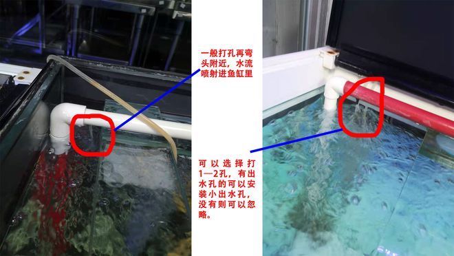 楊凌水族批發(fā)市場在哪里有賣（楊凌水族批發(fā)市場在哪里有賣的） 觀賞魚水族批發(fā)市場