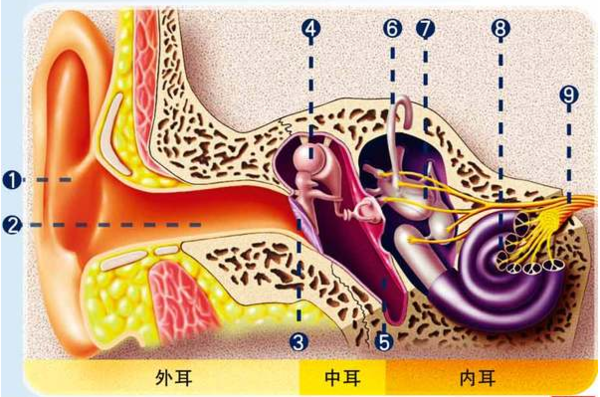耳朵的结构图是什么样子的