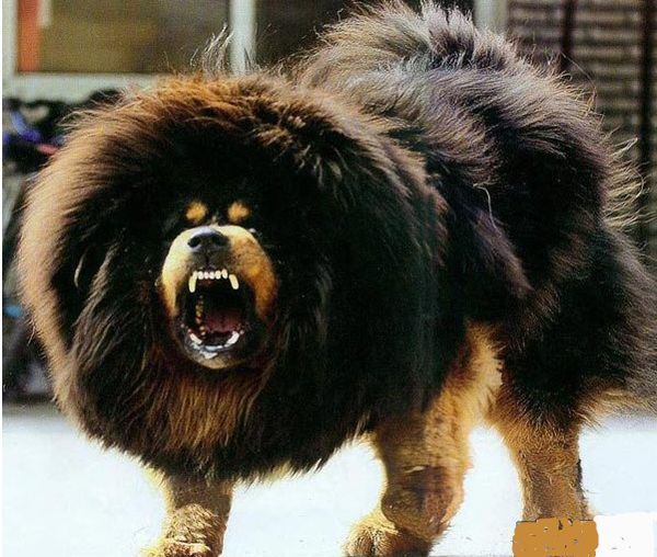 中国最大的狗是什么品种