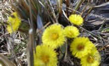 君子不器810 馆藏分类款冬(common coltsfoot) 菊科款冬属tussliago.