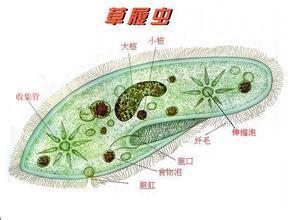 七年级生物上册 实验报告 观察草履虫_360问答