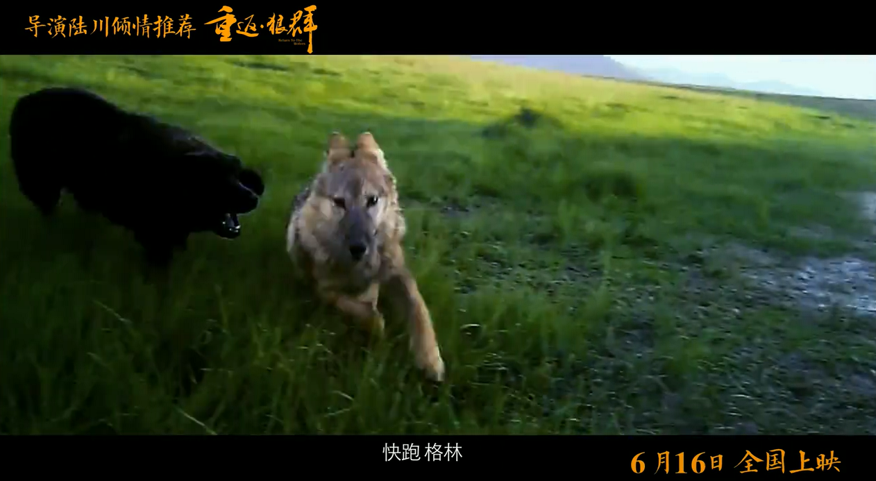 狼群电影国语免费 t015977099fb954eb2f.png?size=1262x693