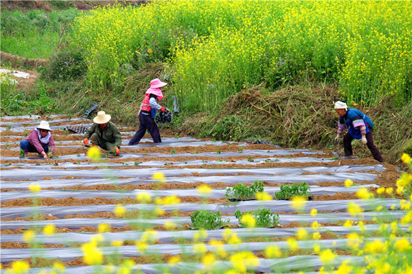 摄 人勤春早,春节刚过,曲靖师宗怀仁广袤的田野上热闹非凡,犁地耱地