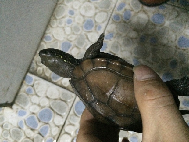 乌龟怎么分类 t015a56182f0032366d.jpg