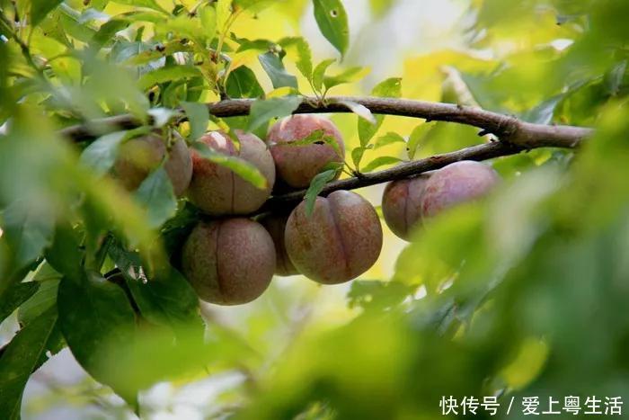 广州地铁14号线有望年底开通啦!1小时到达从化