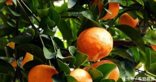 国内有哪些比较知名的砂糖橘产地,哪里种植面