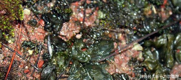 特别的抗癌,但是农村人却嫌它脏不愿吃!这是农