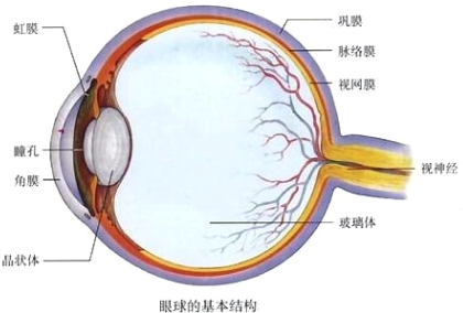 眼球壁以内是眼球的(  )A.晶状体B.房水C.玻璃体D.内容_360问答