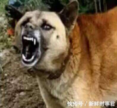 村子里的狗一直狂吠, 村民跑出来看什么情况, 商