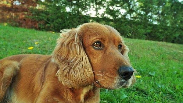 养一只狗狗是什么体验?网友:男朋友和狗之间,