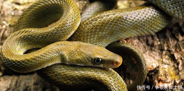 蛇进家为什么不能打99%的年轻人都不知道的原