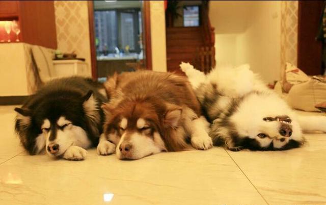 酒鬼一家真的是幸福的一家，暖心过七夕，撕家酒鬼撒狗粮