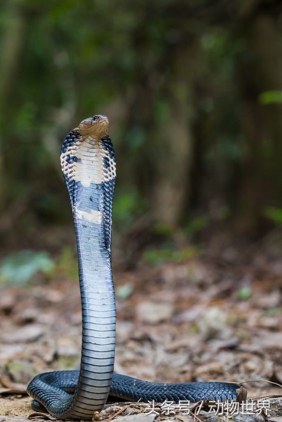 中国剧毒蛇类-中华眼镜蛇- 邻家MM