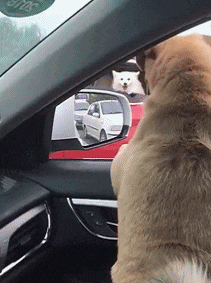 搞笑gif: 村长家的儿子就是不一样,一看就有范