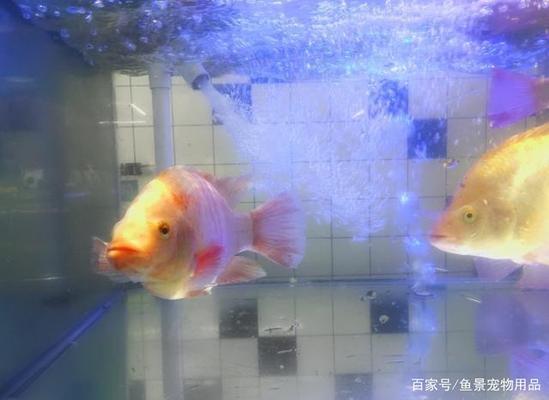 太原市小店區(qū)霍健水族館（太原市小店區(qū)霍健水族館地址）