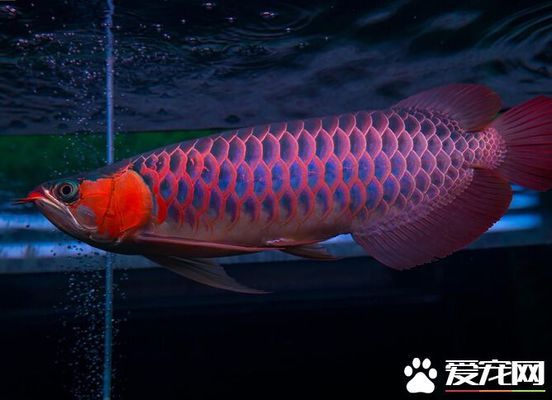 彩蝶魚缸質(zhì)量怎么樣啊好用嗎多少錢（彩蝶魚缸到底好在哪里） 黃金達摩魚