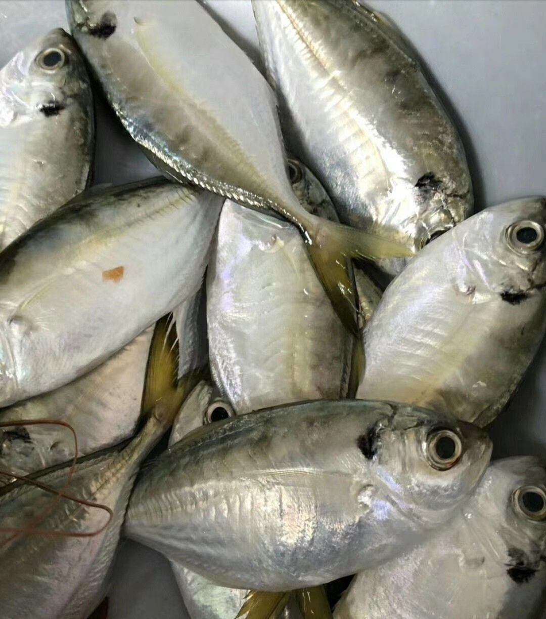 惠州:大亚湾比亚迪,天上人间的生活,天天吃海鲜