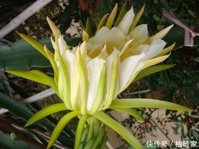 这水果不值钱,花可是稀罕物,人称树上黄金,一