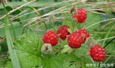 农村有天然的野生美味,漫山遍野的奇珍异宝,想想都值得回味