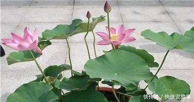家养盆栽荷花怎么种植