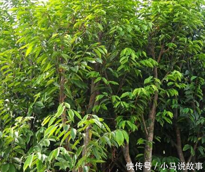 去东莞玩可以给媳妇带啥特产?它比黄金贵,还更