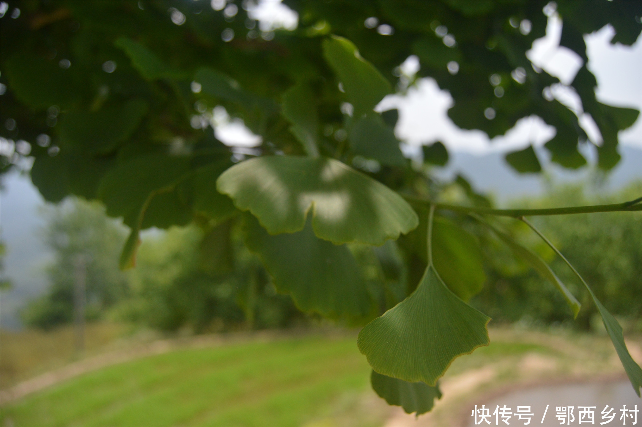 以前农村卖上千元的树，如今却无人问津；是什么导致这种暴利产生