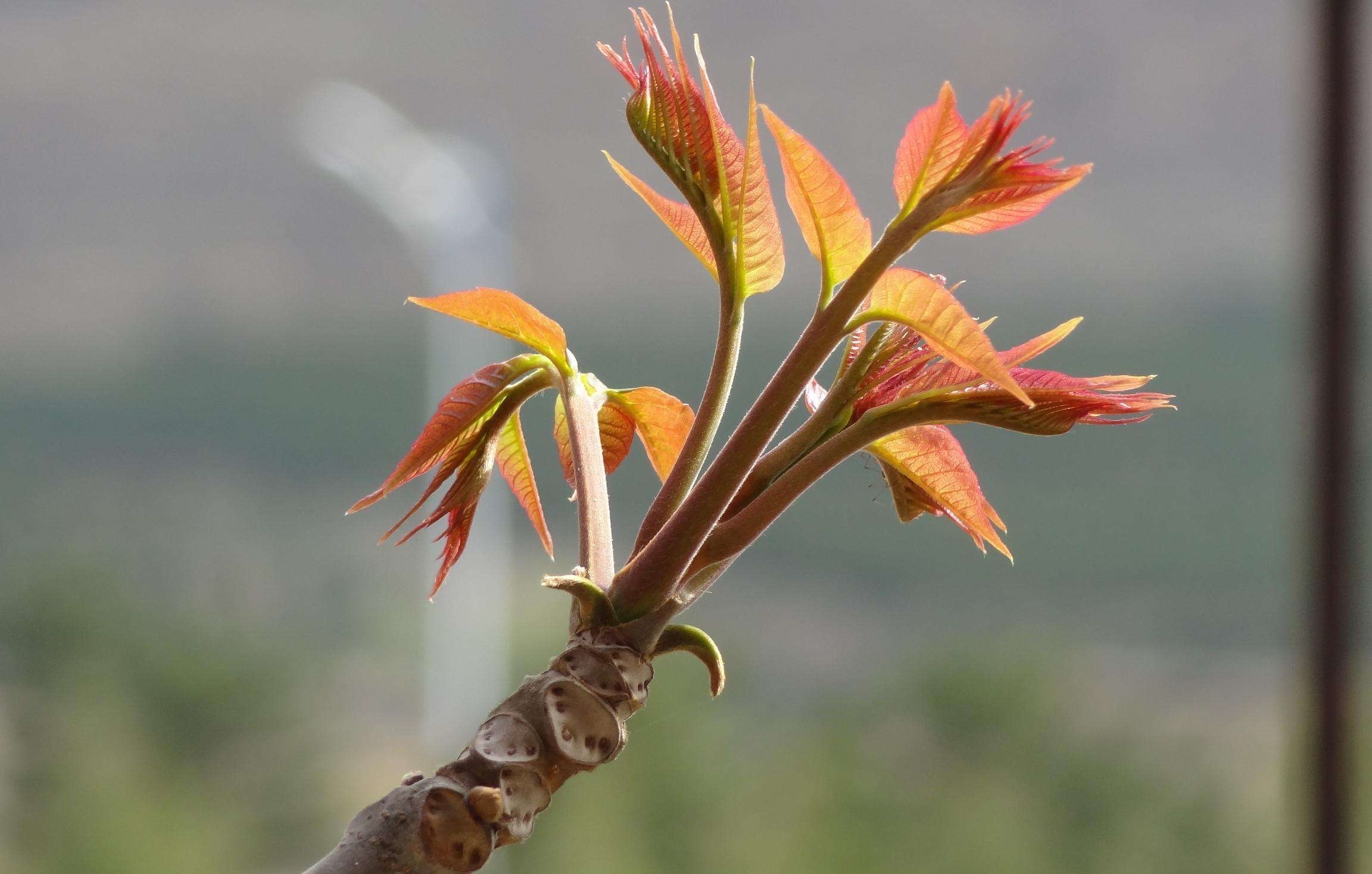 现在能种香椿树吗 t0165500647b37faa2a.jpg