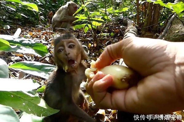 小猴子舍不得游客手里香蕉,从妈妈怀里窜出来