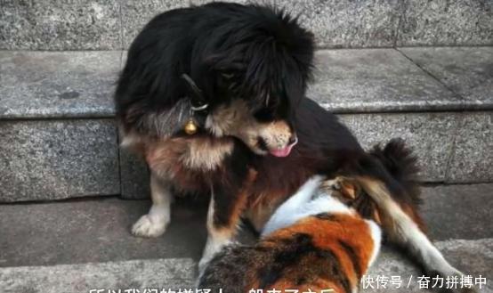 警局接到狗狗报案,民警称取保候审,网友:该叫