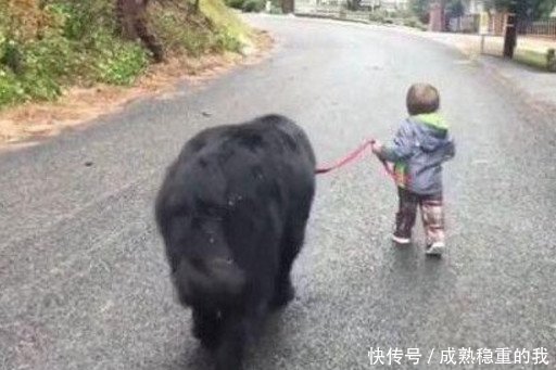 两岁宝宝手牵大保镖离家出走,了解实情后,真