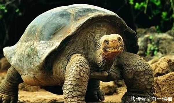 世界上有巨型乌龟吗 t01668e954d227ca691.jpg