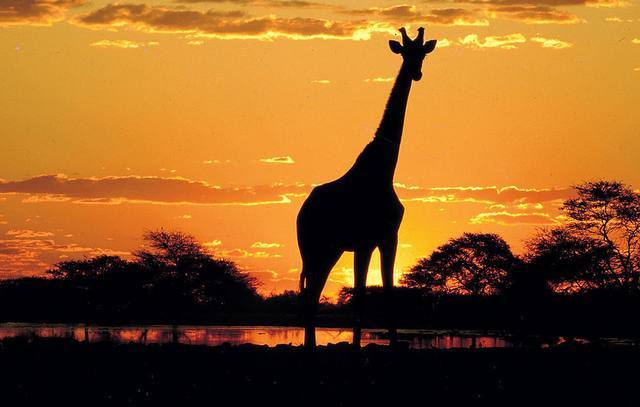 非洲一国提高签证难度，中国游客摇头拒绝，今为挽回国人计划免签