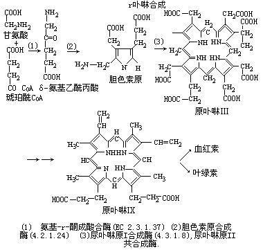 卟啉合成