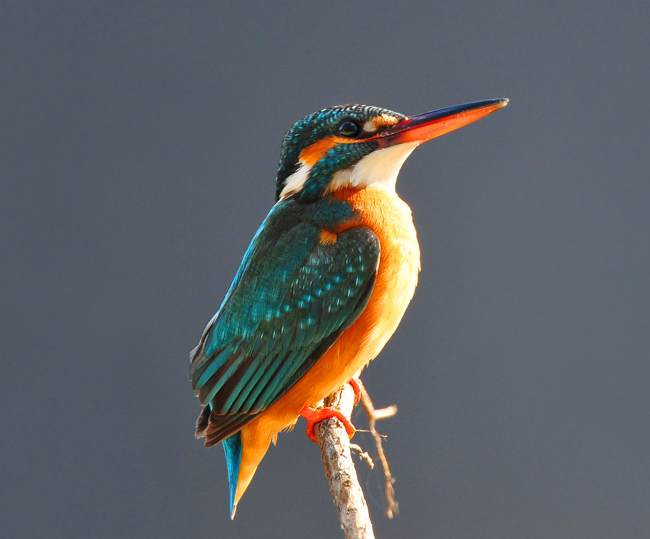 alcedo atthis 别称:鱼虎,鱼狗,钓鱼翁,金鸟仔,大翠鸟,蓝翡翠,秦椒嘴