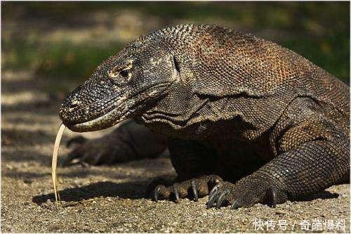 科莫多巨蜥:比鳄鱼还凶猛的蜥蜴,饿了连同类都