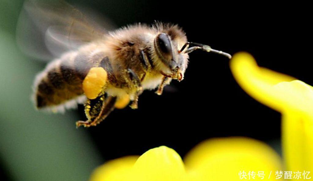 最聪明的蜜蜂天敌, 专吃飞行蜜蜂, 还懂二次加工