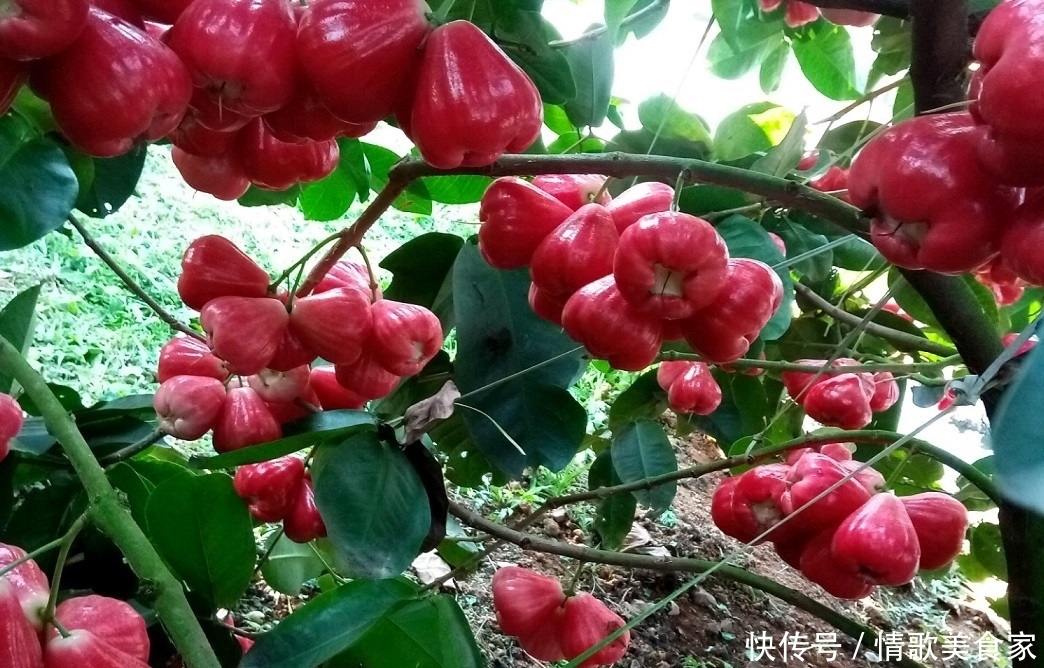 外形独特味道鲜美的水果,一斤50元,国内却少有人种植 888真人娱乐全讯网