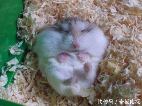 动物界的装死大咖,每一位都可以拿影帝,还有敢