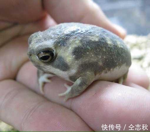 男子在小河边发现一只青蛙, 居然不厚道的笑了