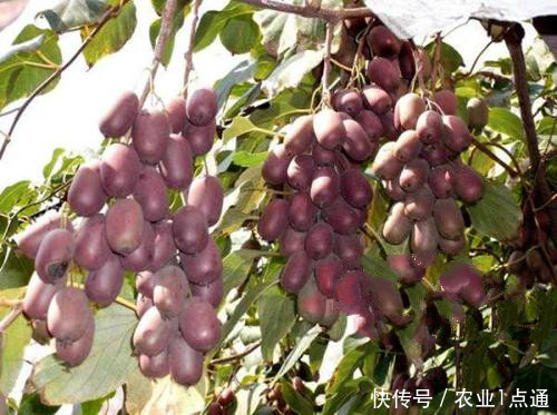 软枣猕猴桃种植技术管理,促进农村经济发展!