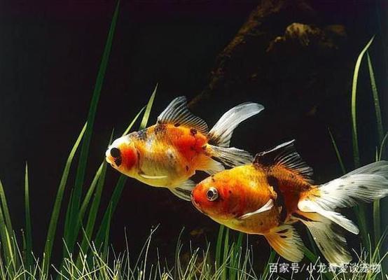 怎么做魚(yú)：怎么做魚(yú)好吃又簡(jiǎn)單 熊貓異形魚(yú)L46