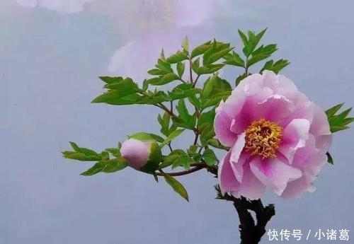 3月5日霉运散去,好运来三大生肖,大吉大利,前途无量