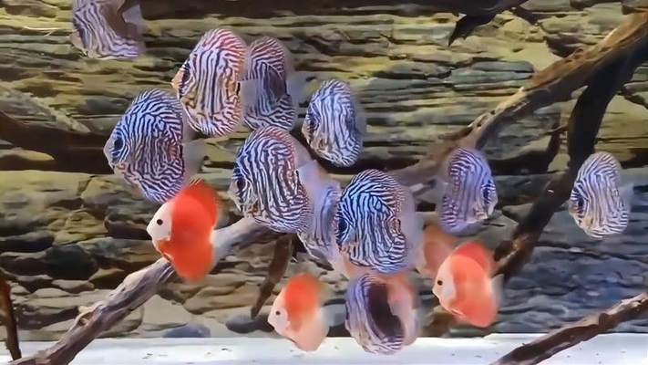 薛城區(qū)美人魚水族館（薛城區(qū)美人魚水族館地址）