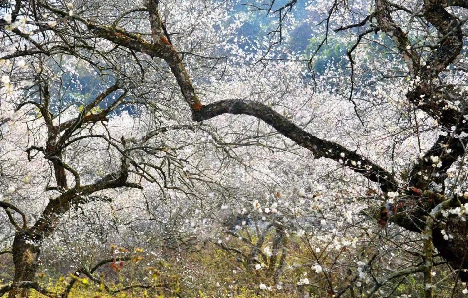 天开一岁暖,花发四时春。屋前柳翠桃花鲜, 柳暖